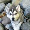 nalathebabyfur